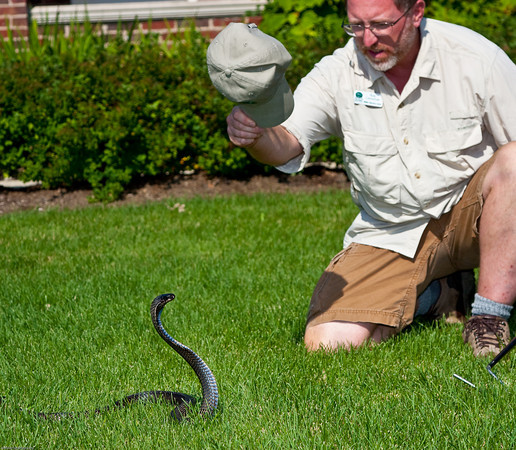 rob hatting black paki cobra.jpg [119 Kb]